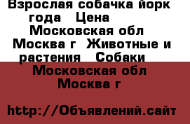 Взрослая собачка йорк 4 года › Цена ­ 5 000 - Московская обл., Москва г. Животные и растения » Собаки   . Московская обл.,Москва г.